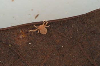 Media type: image;   Invertebrate Zoology 127853